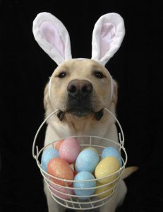 The Labrador Co.-Although I look like chocolate - make sure I don't eat it this Easter!!
